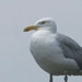 The Gull by april16