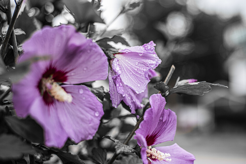 Rose of Sharon_1 by darchibald