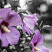 Rose of Sharon_1 by darchibald