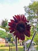 19th Jul 2023 - Dark Sunflower 