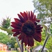 Dark Sunflower  by gratitudeyear