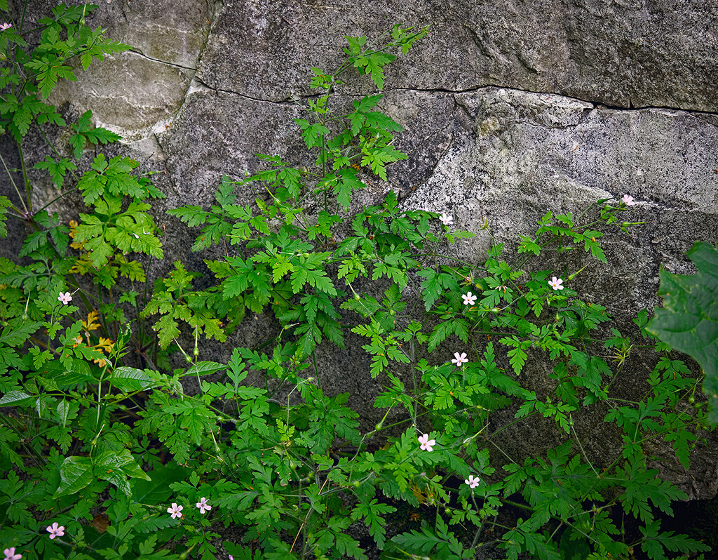 Climbing the Wall by gardencat