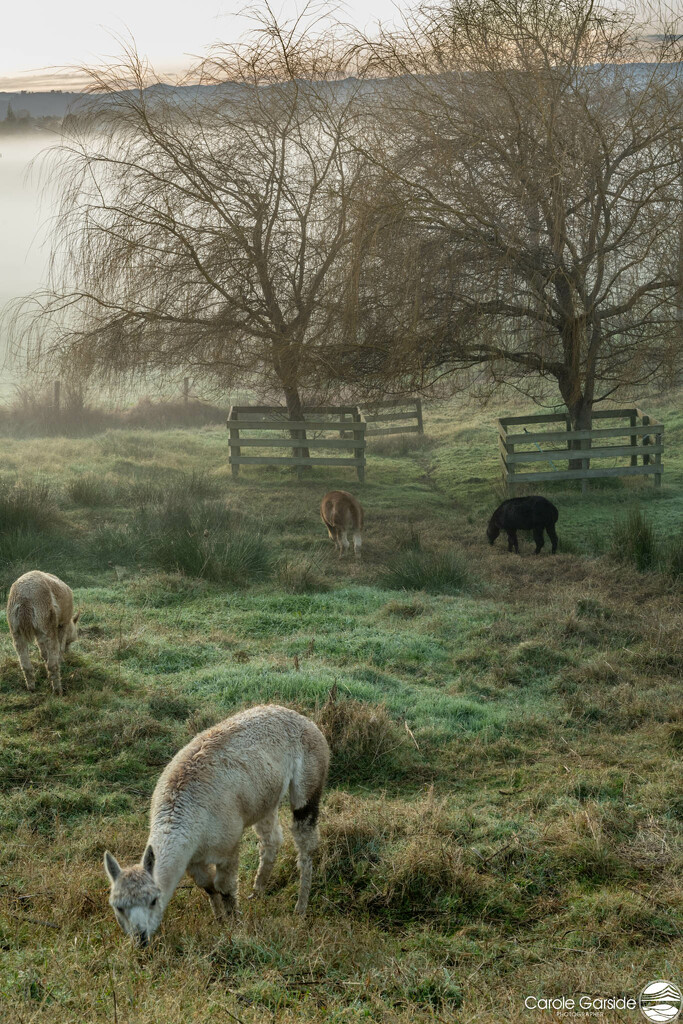 Alpacas in the Mist by yorkshirekiwi