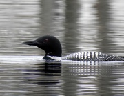26th Apr 2019 - Common Loon