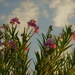 Jul 18 Desert Willow and  sky by sandlily