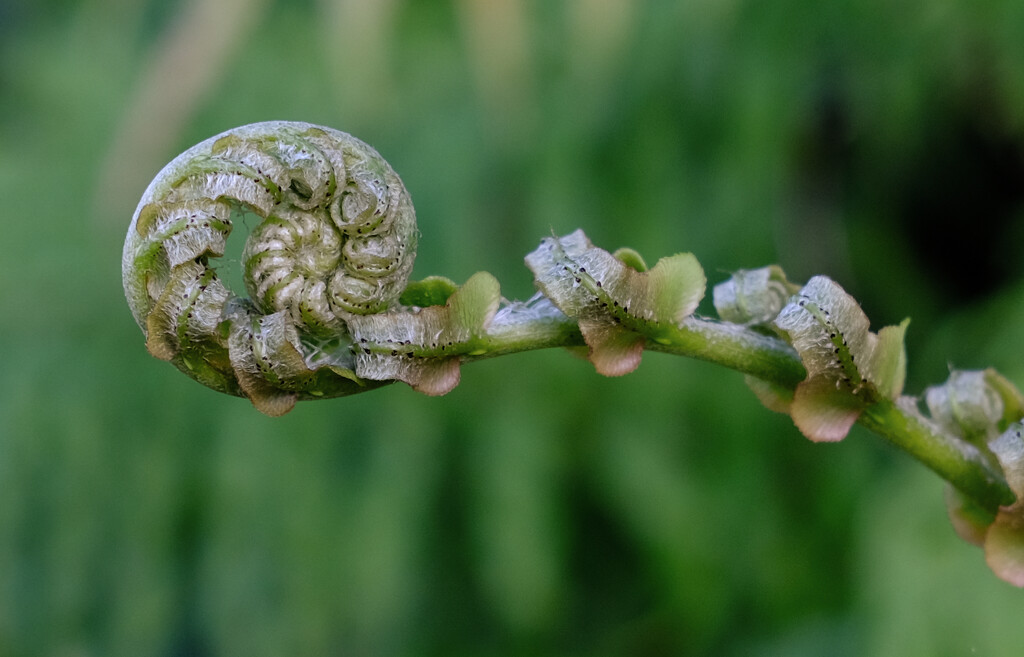 Frond unfolding  by brigette