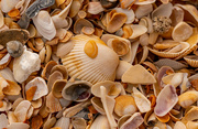 19th Jul 2023 - Shells on the Beach!