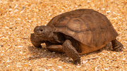 19th Jul 2023 - Beach Tortoise!