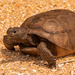 Beach Tortoise! by rickster549
