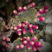 Prickly Pear Fruit by 365projectorgbilllaing