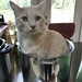Cat in a pot. by tamiejean