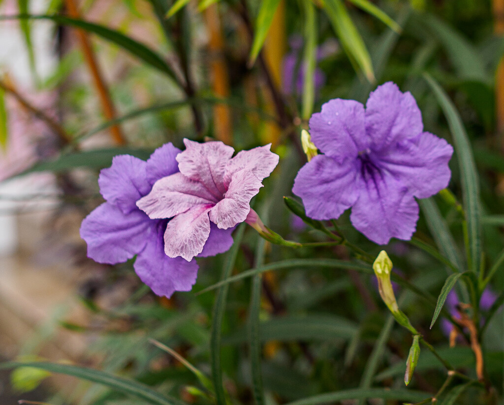 Pink and Purple flowers by ianjb21