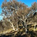 Gum trees by pusspup