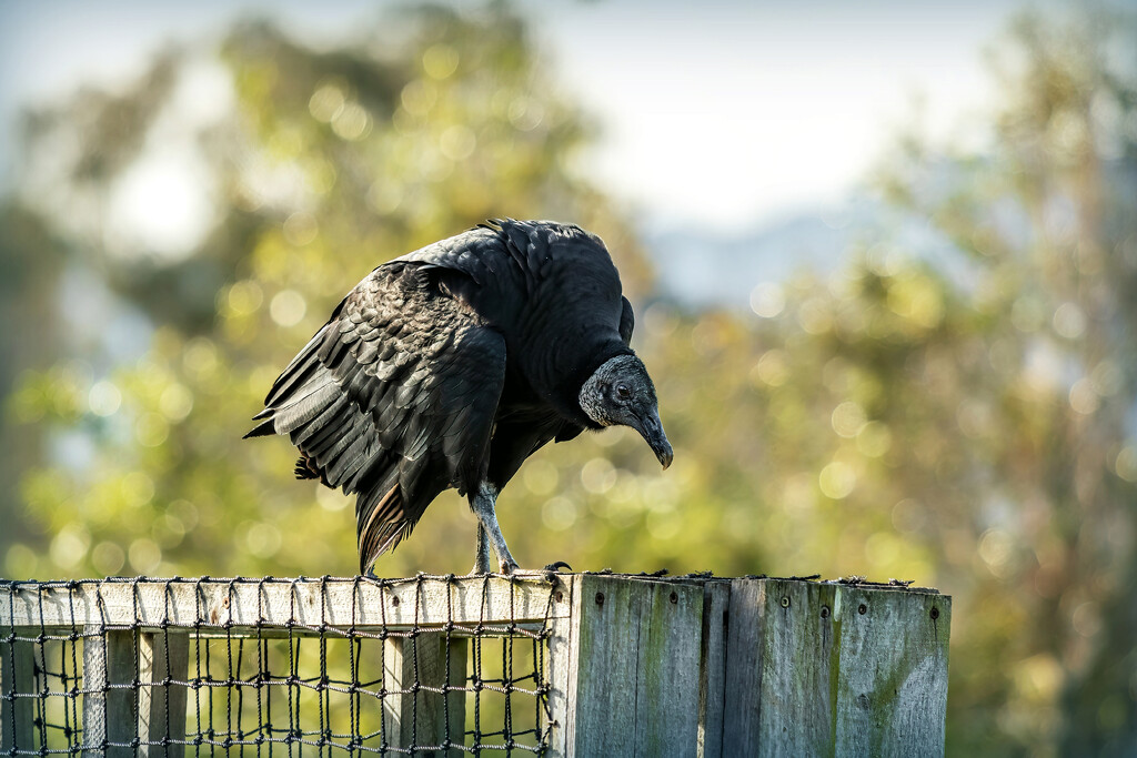 Hopping around by ludwigsdiana