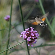 20th Jul 2023 - hummingbird hawk moth