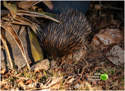 20th Jul 2023 - Echidna in our garden