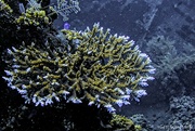 20th Jul 2023 - coral