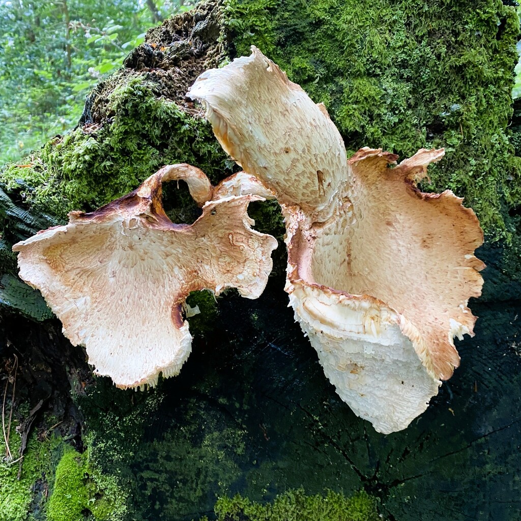 fungi by cam365pix