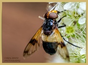 20th Jul 2023 - Pellucid Hoverfly