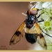 Pellucid Hoverfly by carolmw