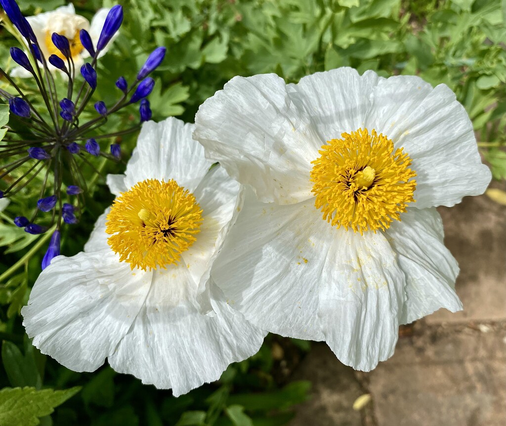 Fried egg poppies by wakelys