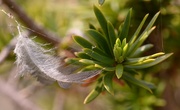 20th Jul 2023 - Tiny feather........