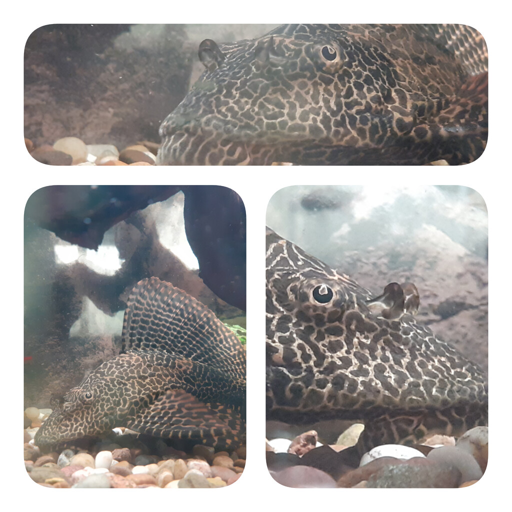 Portraits of a Plec by fbailey
