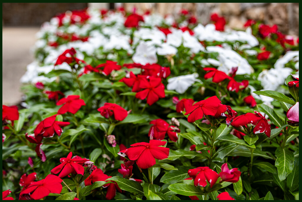 White & Red by hjbenson