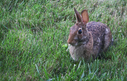 20th Jul 2023 - Munching on some grass