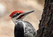 1st May 2019 - Pileated Woodpecker