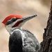 Pileated Woodpecker by sunnygreenwood