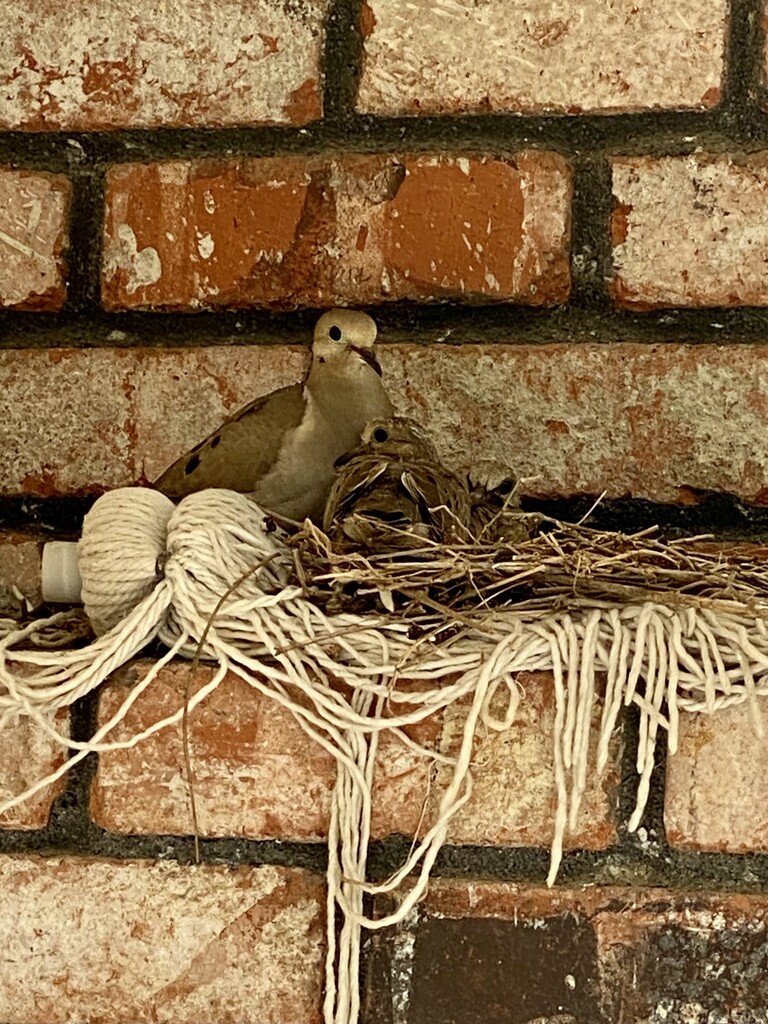 Doves Nesting by joysfocus