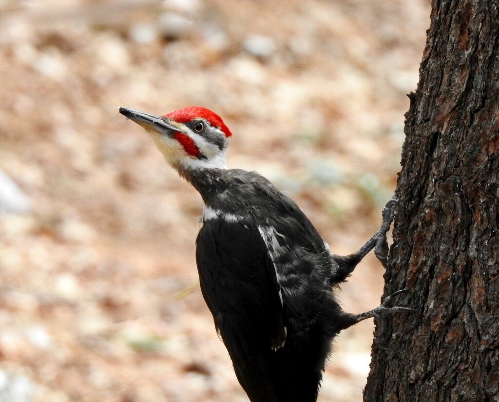 Pileated  by sunnygreenwood