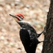 Pileated  by sunnygreenwood