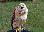 20th Jul 2023 - Peregrine Falcon