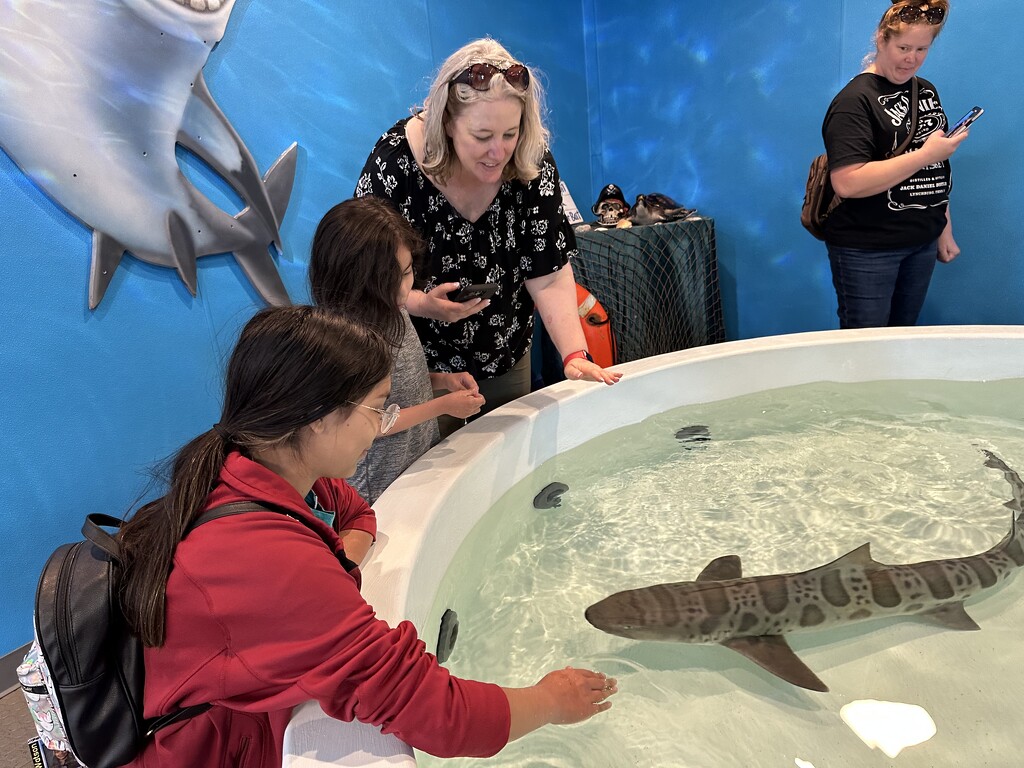 Shark petting by pandorasecho