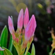 19th Jul 2023 - Jul 19 Oleander buds