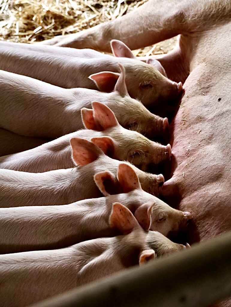 Happy little piglets…………..825 by neil_ge
