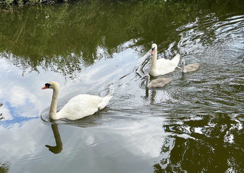 Swans & cygnets  by jeremyccc