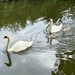 Swans & cygnets  by jeremyccc