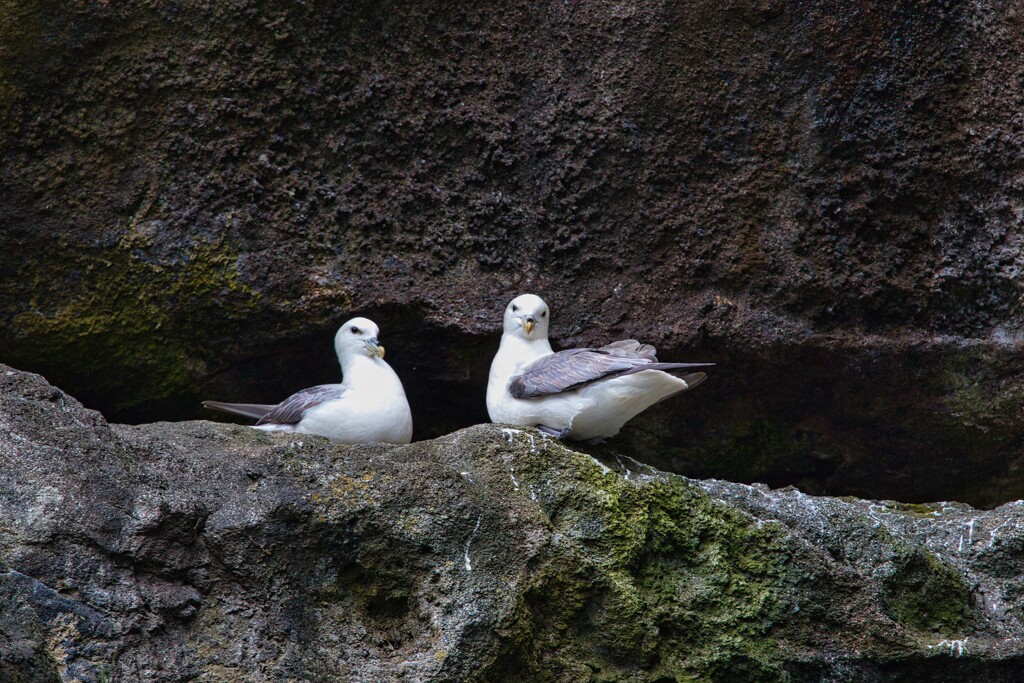 Fulmar by okvalle