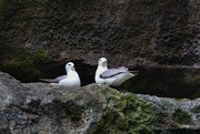 20th Jul 2023 - Fulmar