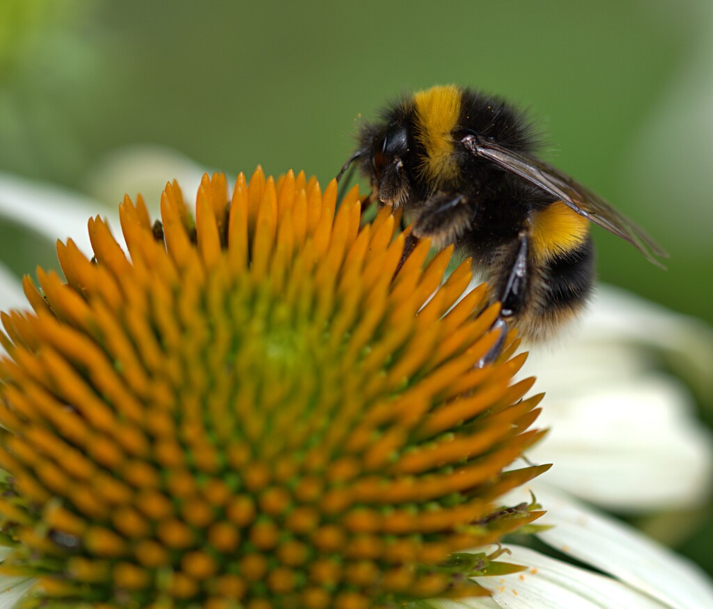bee on flower 3 by ollyfran