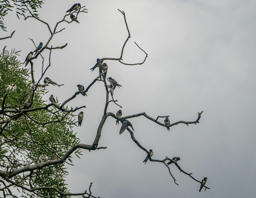 A colony of swallows by haskar