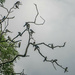 A colony of swallows by haskar