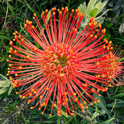 20th Jul 2023 - Protea