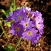 Primula by sunnygreenwood