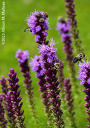 20th Jul 2023 - Bumblebee Heaven