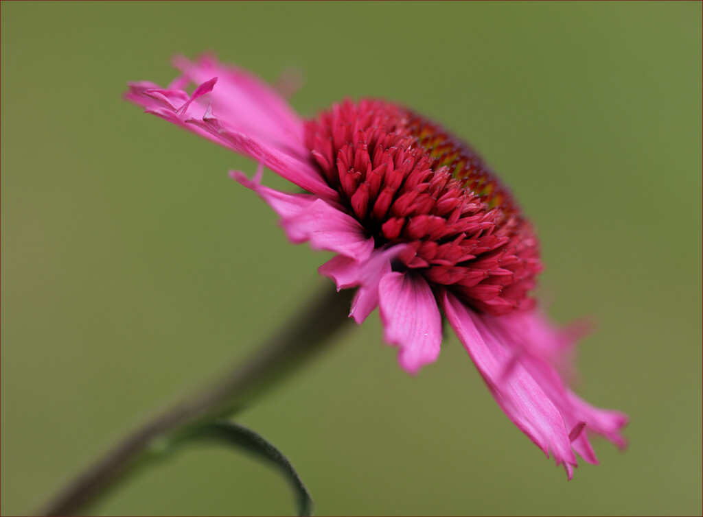 19 Beautiful Bloom by marshwader