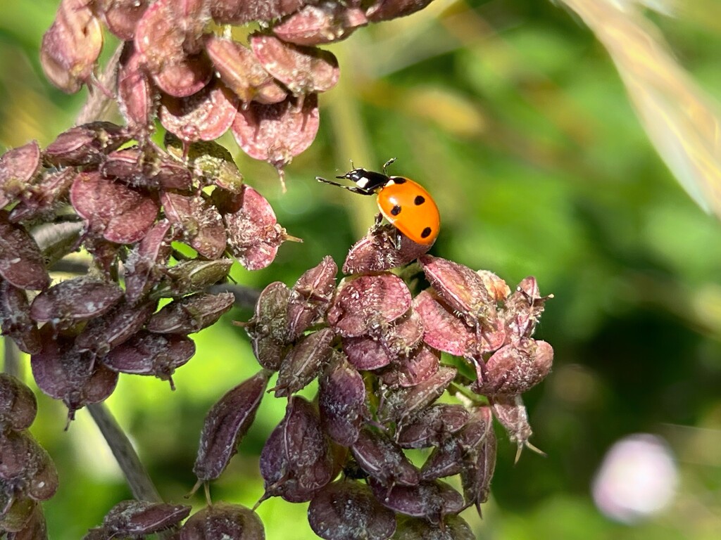 Ladybird  by gaillambert